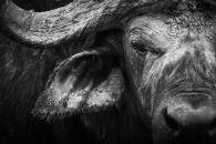 Buffalo close up